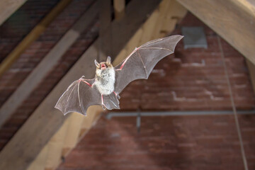 Natters bat flying inside building