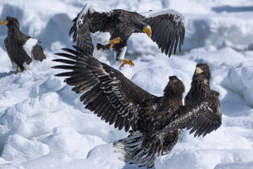 eagle in the snow