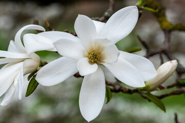 White magnolia flower blooming on a branch, showcasing delicate petals and vibrant green leaves, symbolizing beauty and renewal in nature's springtime landscape