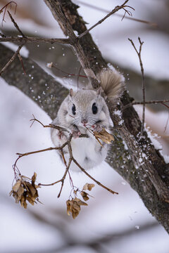flying squirrel on tree