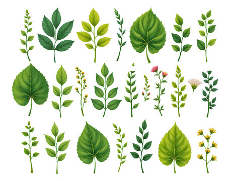 Collection of Diverse Green Leaves and Foliage Illustrations
