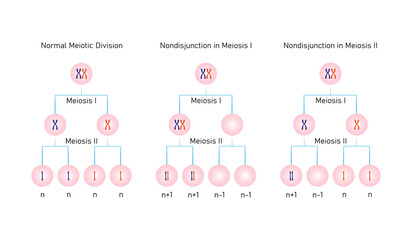 Nondisjunction in Meiosis Science Design. Vector Illustration.