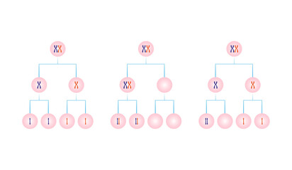 Nondisjunction in Meiosis Science Design. Vector Illustration.