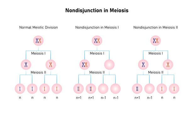 Nondisjunction in Meiosis Science Design. Vector Illustration.