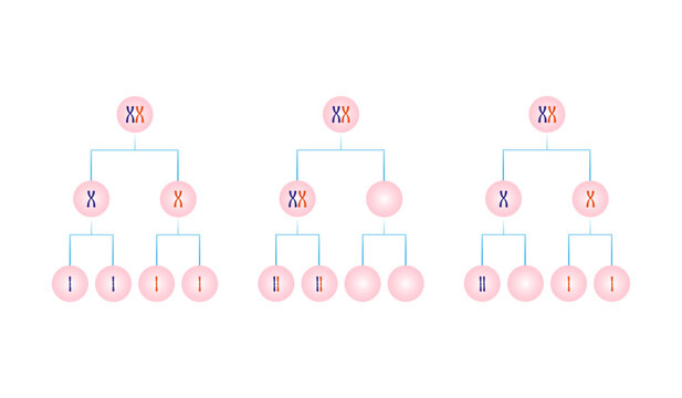 Nondisjunction in Meiosis Science Design. Vector Illustration.