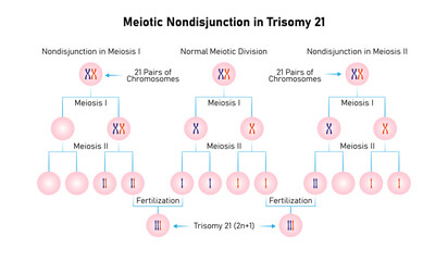 Naklejka premium Meiotic Nondisjunction in Trisomy 21 Science Design. Vector Illustration.