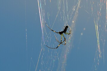 spider on a web 蜘蛛の巣