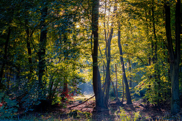 Season change concept, The leaves on tree about to chang from green to yellow, orange with warm sunlight, Beautiful Autumn forest in countryside, Drenthe Dutch province, Netherlands, Nature background