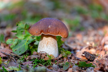 Selective focus of wild bolete mushroom in the wood, Boletus edulis is a basidiomycete fungus and the type species of the genus Boletus, Penny bun fungus in the forest, Natural Autumn background.