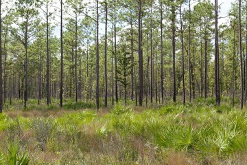 Trees in the Forest, Florida Flatwoods Collection (4)