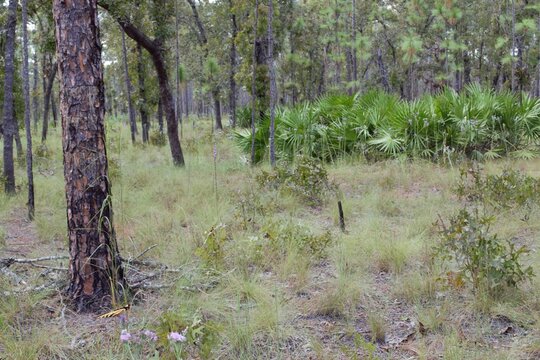 Trees in the Forest, Florida Flatwoods Collection (7)