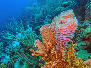 the azure vase sponge,