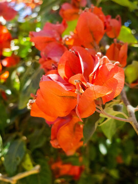 Bougainvillea plant (also known as Bugambilia, veranera, or trinitaria), species Bougainvillea spectabilis or Bougainvillea glabra, belonging to the Nyctaginaceae family, surrounded by various plants.