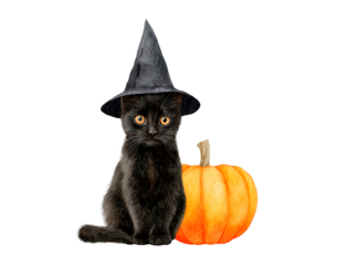 Black cat with witch hat and pumpkin for halloween celebration on transparent background