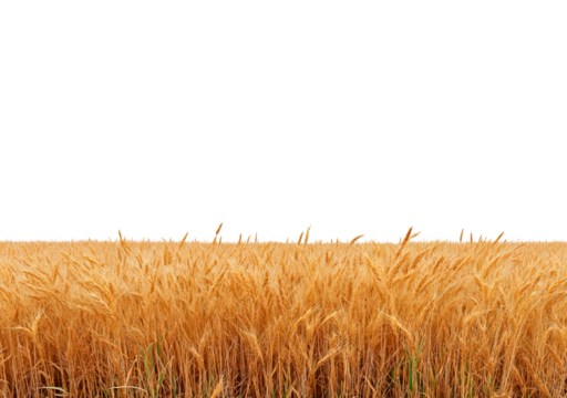 Golden wheat field against black sky on transparent background