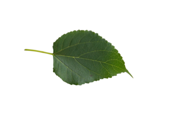 Folha de amora isolada sobre fundo branco