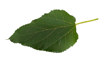 Folha de amora isolada sobre fundo branco