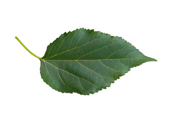 Folha de amora isolada sobre fundo branco