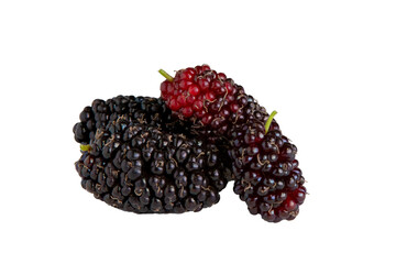 Amoras frescas isoladas