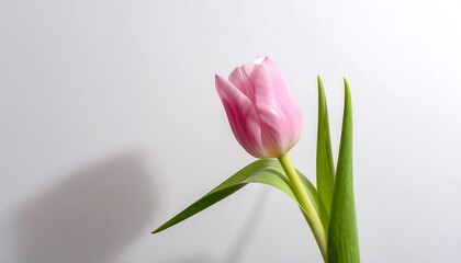 Soft pink tulip against a plain background