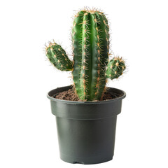 Potted cactus plant (2)