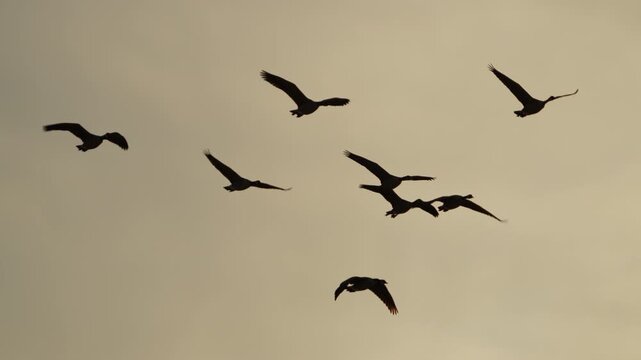 Geese flying through the sky during sunset as they migrate through Wyoming.