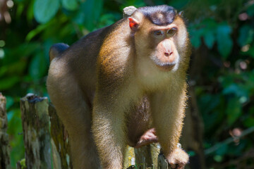 Southern pig-tailed macaque (Macaca nemestrina) in its natural rainforest habitat