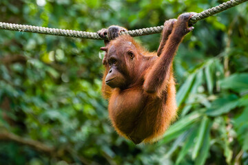 Juvenile orangutan climbing on a rope in Sepilok, Sabah, Malaysian Borneo