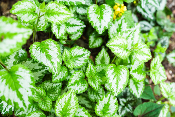 美しい白緑の葉を持つ植物のクローズアップ写真