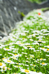 花の色が真っ白で中心がオレンジ色の美しいコスモスがたくさん咲いている風景