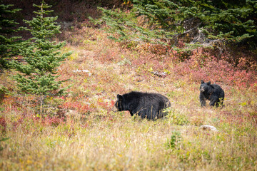 Mount Rainier National Park Black Bear and cub in the fall of 2025 on the Sunrise side of the park