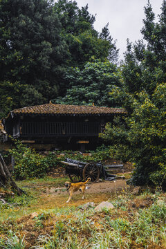 Traditional horreo granary in Asturias surrounded by lush greenery, with an old wooden cart and a dog in the rustic farmyard, showcasing authentic rural heritage architecture; vertical shot
