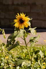 A Beautiful and Vibrant Sunflower in Full Bloom Set Against a Stunning Natural Backdrop