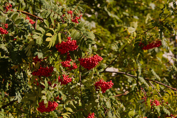 Vibrant Red Berries on Lush Green Foliage, creating a beautiful and captivating scene in nature