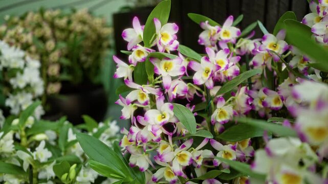 Colorful dendrobium orchids bloom vibrantly in an outdoor setting in the netherlands, showcasing their stunning pink and white petals.