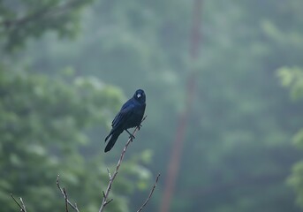 Fototapeta premium Solitary Black Bird Perched on a Branch in the Fog. Generative Ai