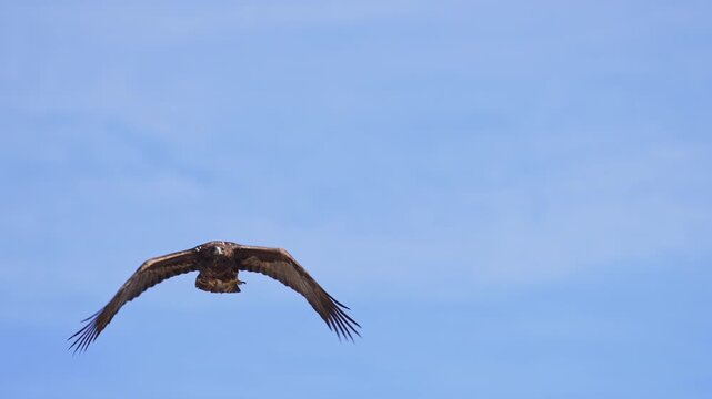 Golden Eagle flying against the blue sky over Wyoming on a sunny day.