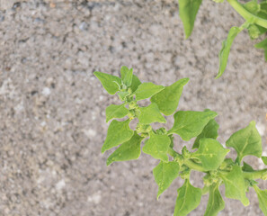 Sea spinach close up with soft blurred background tetragonia tetragonioides