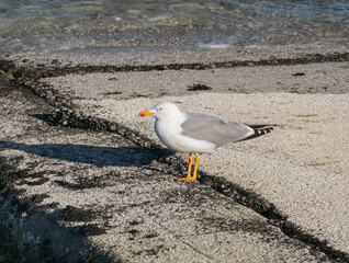 Seagull yellow-legged gull perched on boat ramp by the sea Larus michahellis