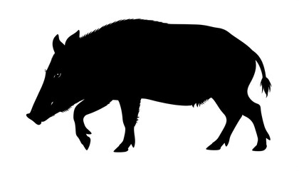 Fototapeta premium A side-profile silhouette of a wild boar walking across a clean white background, showcasing its dark outline