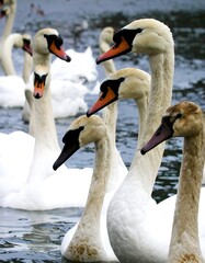 Obraz premium A flock of swans on a water