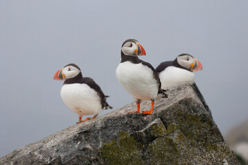 Atlantic Puffins on a rock
