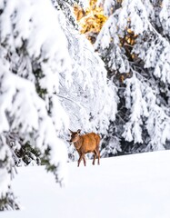 Snowy forest scene with deer
