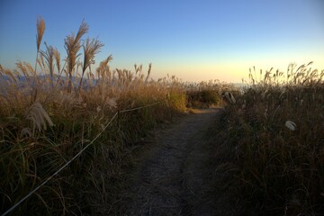 夕焼けの生石高原と黄金色のススキ道