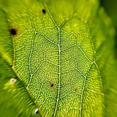 Concept of plant cells: close-up photo of the leaf veins of a green leaf with veins branching out within the leaf blade