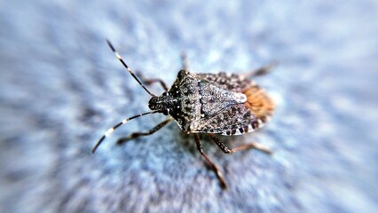 close-up photo of a brown bug also known as the Asian bug or marbled bug, Halyomorpha halys, an invasive species native to Asia 