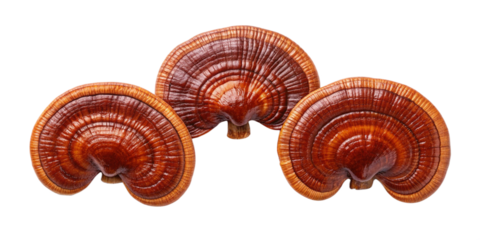 
High-Resolution Close-Up of Dried Reishi Mushrooms (Ganoderma lucidum) Isolated on Transparent Background
Glossy Dried Reishi Mushrooms with Concentric Rings and Orange Rims – Transparent PNG Herbal 