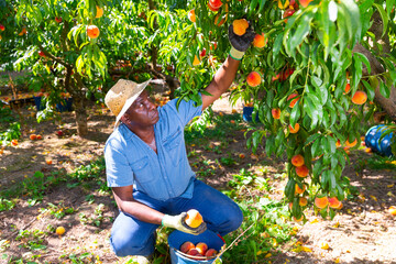 Portrait of confident Canadian farmer working in orchard, picking fresh ripe peaches. Summer harvest time..