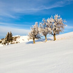 Snowy hill with frosted trees under a clear sky