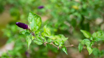 thailand plants vegetation green exotic flora